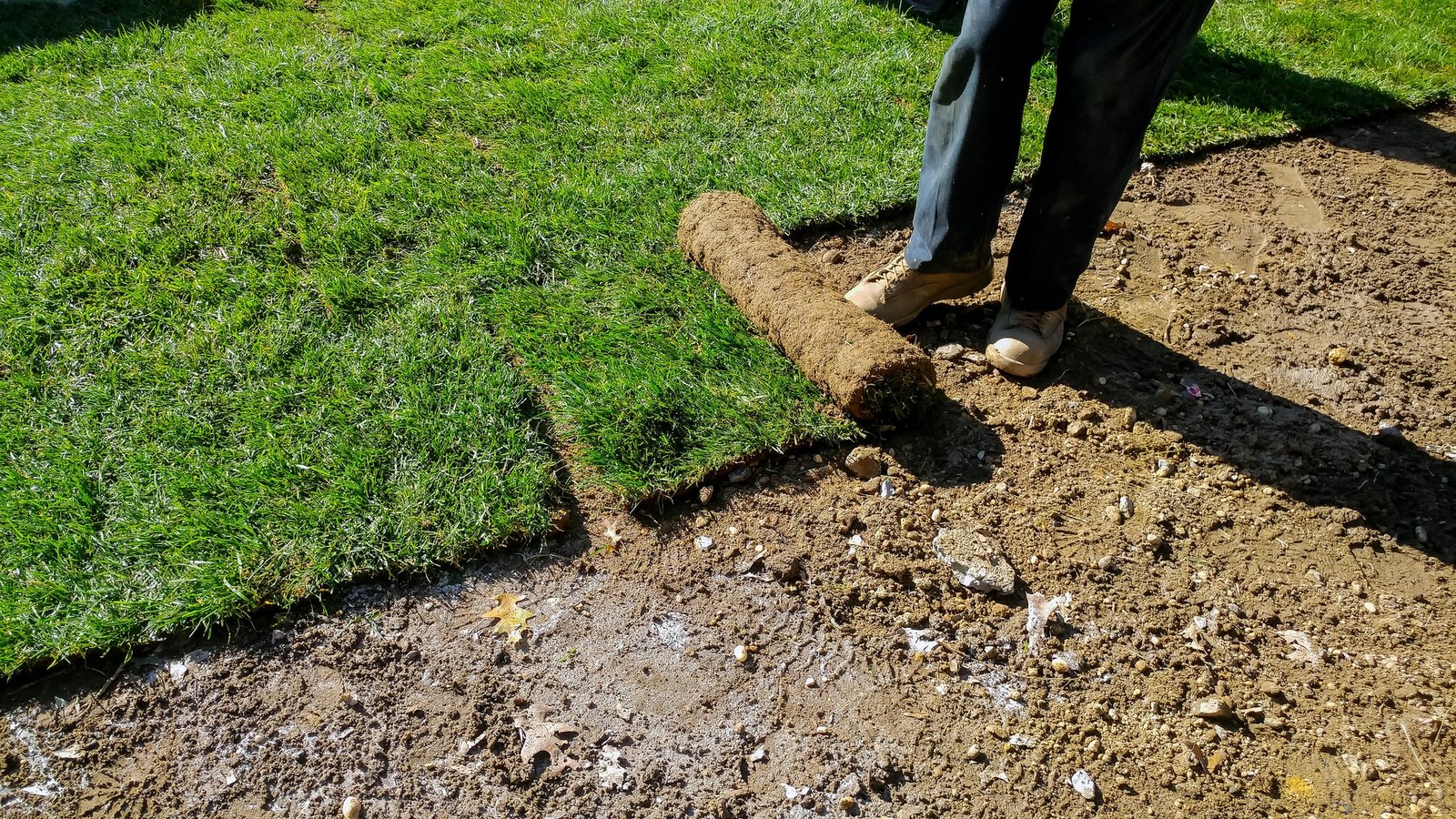 Gardener applying turf of roll green lawn grass in the backyard